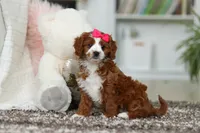 Angela, a female Cavapoo for sale in Dundee, OH – Photo 8 of 10