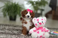Angela, a female Cavapoo for sale in Dundee, OH – Photo 9 of 10