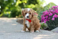 Harley, a male Cavapoo for sale in Dundee, OH – 3 of 8
