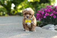 Brady, a male Cavapoo for sale in Dundee, OH – 4 of 9