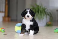 Ricco, a male Miniature Bernedoodle for sale in Dundee, OH – Photo 1 of 4