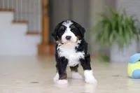 Ricco, a male Miniature Bernedoodle for sale in Dundee, OH – Photo 3 of 4