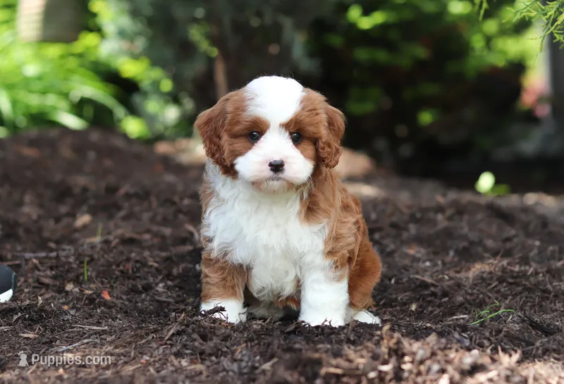 Oscar – Cavapoo puppy for sale in Dundee, OH