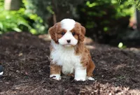 Oscar, a male Cavapoo for sale in Dundee, OH – 1 of 8