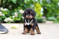Callie, a female Cavapoo for sale in Dundee, OH – 2 of 5