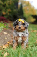 Billie, a female Miniature Bernedoodle for sale in Dundee, OH – 6 of 10