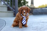 Mr. Bentley, a male Cavapoo for sale in Dundee, OH – Photo 5 of 10