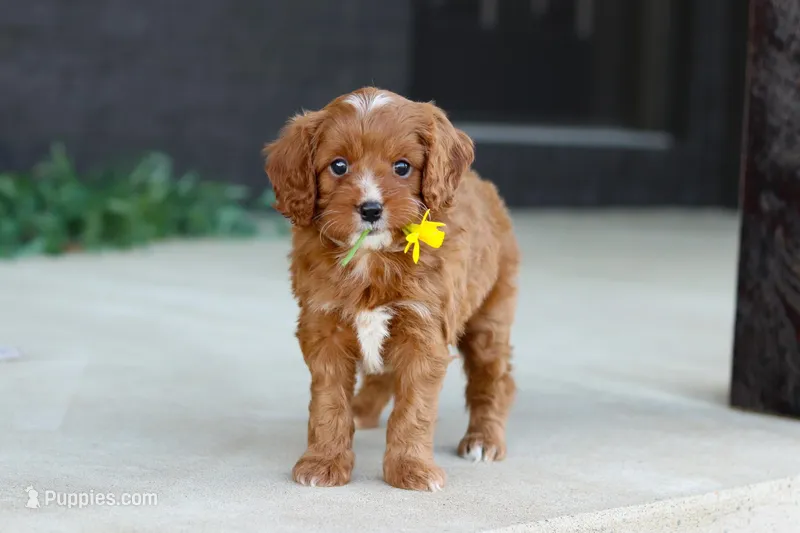Mr. Bentley – Cavapoo puppy for sale in Dundee, OH