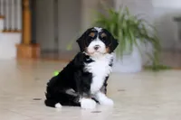 Tyra, a female Miniature Bernedoodle for sale in Dundee, OH – Photo 3 of 9