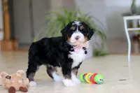 Tyra, a female Miniature Bernedoodle for sale in Dundee, OH – Photo 2 of 9