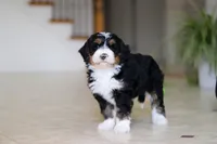 Tyra, a female Miniature Bernedoodle for sale in Dundee, OH – Photo 4 of 9