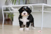 Tyra, a female Miniature Bernedoodle for sale in Dundee, OH – Photo 8 of 9