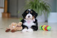 Tyra, a female Miniature Bernedoodle for sale in Dundee, OH – Photo 9 of 9