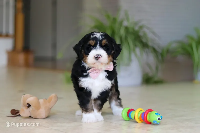 Tyra – Miniature Bernedoodle puppy on hold in Dundee, OH
