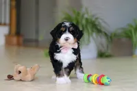 Tyra, a female Miniature Bernedoodle for sale in Dundee, OH – Photo 1 of 9