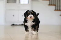 Tyra, a female Miniature Bernedoodle for sale in Dundee, OH – Photo 6 of 9