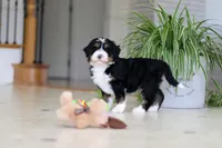 Tyra, a female Miniature Bernedoodle for sale in Dundee, OH – Photo 7 of 9