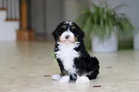 Tyra, a female Miniature Bernedoodle for sale in Dundee, OH – Photo 5 of 9