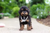 Callie, a female Cavapoo for sale in Dundee, OH – 3 of 5