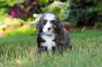 Whyatt, a male Miniature Bernedoodle for sale in Dundee, OH – 6 of 9