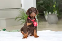 processed/8740080d-3976-4f8b-bc43-7e9c2d2c5623/listing/143ec854-2b8b-4ce3-99f7-40a366dffa7b/a8517bf9-8e44-426f-bc98-6a815d7b80b6