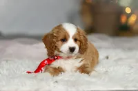 processed/8740080d-3976-4f8b-bc43-7e9c2d2c5623/listing/15c4dac0-deb4-422c-b549-782878563c1e/69ab5908-e76d-44ab-b02c-bef857197375