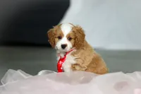 processed/8740080d-3976-4f8b-bc43-7e9c2d2c5623/listing/15c4dac0-deb4-422c-b549-782878563c1e/8060d7eb-16cc-4acb-a85f-44b177a3d6cd