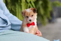Milo, a male Miniature Australian Shepherd and Havachon for sale in Dundee, OH – 9 of 10