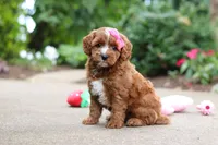 Autumn, a female Cavapoo for sale in Dundee, OH – 6 of 10