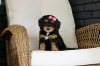 Nala, a female Miniature Bernedoodle for sale in Dundee, OH – 7 of 9