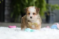 Scout, a male Miniature Australian Shepherd and Havachon for sale in Dundee, OH – 7 of 10