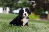 Queen, a female Bernese Mountain Dog for sale in Dundee, OH – 3 of 5