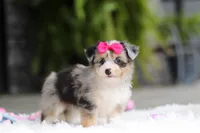 Ellie, a female Miniature Australian Shepherd and Havachon for sale in Dundee, OH – 7 of 10