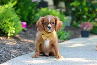 Mr. Bentley, a male Cavalier King Charles Spaniel for sale in Dundee, OH – 3 of 9