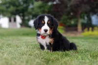 Victor, a male Bernese Mountain Dog for sale in Dundee, OH – 2 of 10