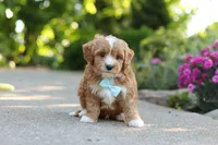 Mason, a male Cavapoo for sale in Dundee, OH – 4 of 7