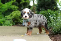 Zeke, a male Miniature Bernedoodle for sale in Dundee, OH – 4 of 7