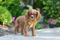 Mr. Bentley, a male Cavalier King Charles Spaniel for sale in Dundee, OH – 6 of 9