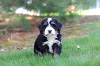 Chance, a male Miniature Bernedoodle for sale in Dundee, OH – Photo 2 of 9