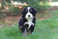 Chance, a male Miniature Bernedoodle for sale in Dundee, OH – Photo 9 of 9