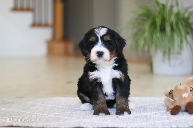 Chance – Miniature Bernedoodle puppy for sale in Dundee, OH