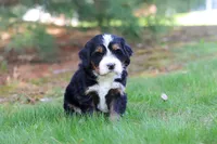 Chance, a male Miniature Bernedoodle for sale in Dundee, OH – Photo 3 of 9