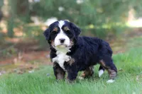 Chance, a male Miniature Bernedoodle for sale in Dundee, OH – Photo 8 of 9