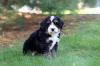 Chance, a male Miniature Bernedoodle for sale in Dundee, OH – Photo 5 of 9