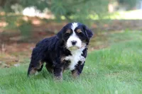 Chance, a male Miniature Bernedoodle for sale in Dundee, OH – Photo 6 of 9