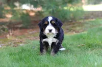 Chance, a male Miniature Bernedoodle for sale in Dundee, OH – Photo 7 of 9