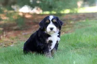Chance, a male Miniature Bernedoodle for sale in Dundee, OH – Photo 4 of 9