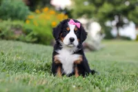Heidi, a female Bernese Mountain Dog for sale in Dundee, OH – 3 of 6