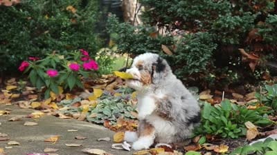 Paris, a female Miniature Bernedoodle for sale in Dundee, OH – 10 of 10
