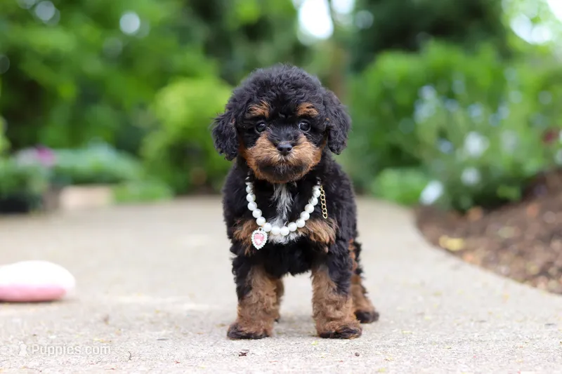 Callie – Cavapoo puppy for sale in Dundee, OH